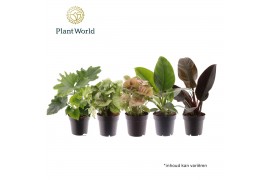 Kamerplanten mix Groenmix (diverse soorten) 3 pp