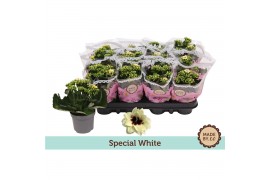 Kalanchoe blossfeldiana Tiger Majestic Cream Kalanchoë Special Special