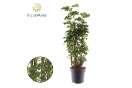 Polycias roble Polyscias Roble vertakt 1 pp