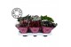 Begonia blad beleaf mix Bladbegonia Rex Special Mix MUST HAVE1 pp 