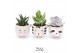 Succulenten TRULY Succulent, Animal Grey 1 pp 