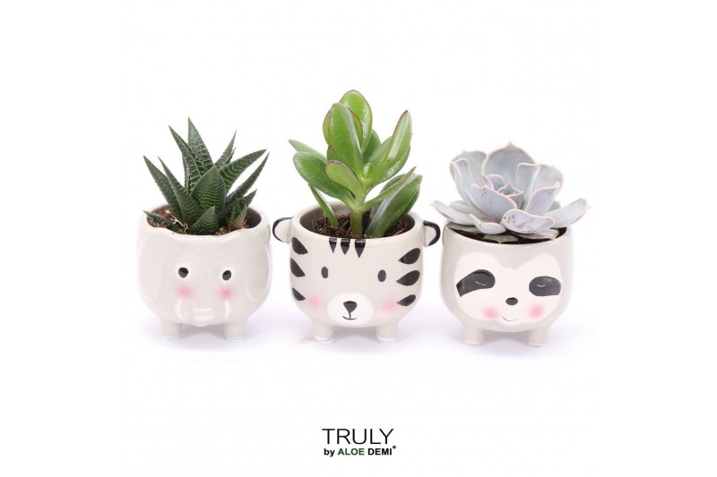Succulenten TRULY Succulent, Animal Grey 1 pp 