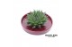 Arrangementen succulenten ROOTLESS Succulent, Squirrel bowl 1 pp 