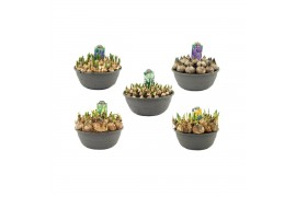 Bol/knolgewassen Bollenmix 27cm schaal, mix per laag