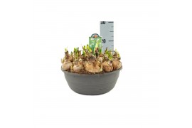 Leucojum aestivum Leucojum Aestivum Bridesmaid pot vol per pot