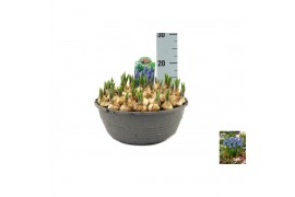 Muscari big smile Muscari Big Smile pot vol per pot