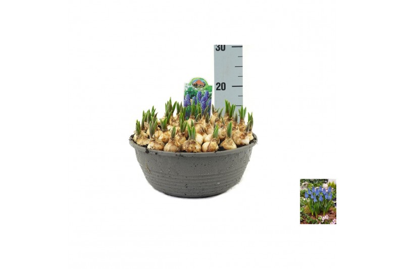 Muscari big smile Muscari Big Smile pot vol per pot 