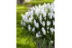 Muscari siberian tiger Muscari Siberian Tiger pot vol per pot 