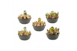 Narcissus mix 4 soorten Narcis in 27cm schaal, mix per laag pot vol pe
