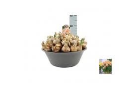 Narcissus Narcissus Apricot Whirl pot vol per pot