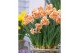 Narcissus Narcissus Apricot Whirl pot vol per pot 