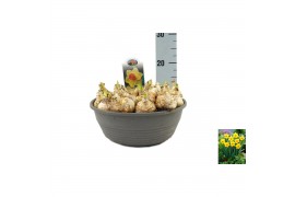 Narcissus Narcissus Brackenhurst pot vol per pot