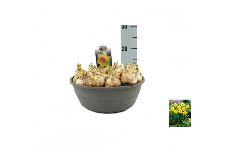 Narcissus Narcissus Brackenhurst pot vol per pot 