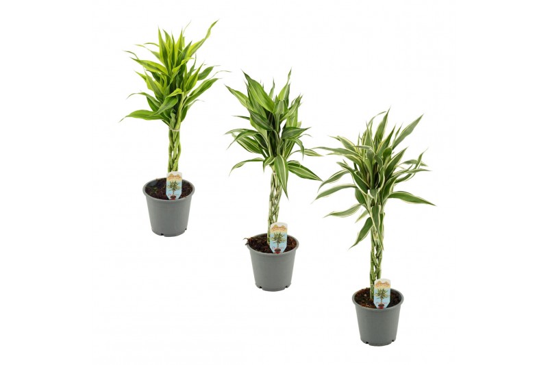 Dracaena sanderiana mix Dracaena Sanderiana vlecht mix 12 cm 5 pp 