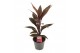 Cordyline fruticosa tango Cordyline Tango 12 cm 1 pp 
