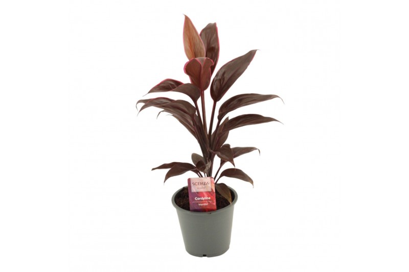 Cordyline fruticosa mambo Cordyline Mambo 12 cm 1 pp 