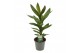 Cordyline glauca Cordyline Glauca 12 cm 1 pp 