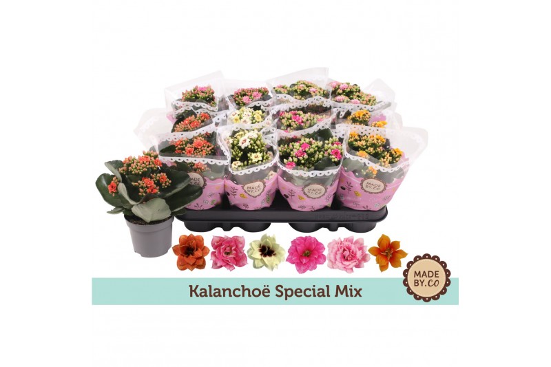Kalanchoe calandiva special mix Kalanchoë Special Mix 1 pp 