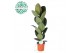 Ficus elastica robusta Ficus Elastica Robusta p21 1 pp 