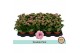 Kalanchoe rosalina don nando Kalanchoë Double Pink - no sleeve 1 pp 