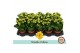 Kalanchoe rosalina don amarillo Kalanchoë Double Yellow - no sleeve 1  