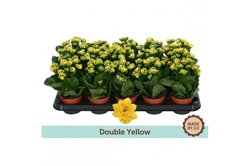 Kalanchoe rosalina don amarillo Kalanchoë Double Yellow - no sleeve 1  