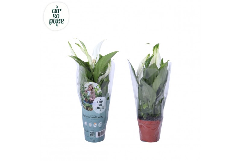 Spathiphyllum pearl cupido Air So Pure - Spathiphyllum Pearl Cupido 7c 