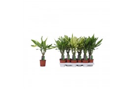 Dracaena fragr. mix 3 soorten 1 PP
