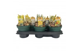 Narcissus mix 3 soorten Narcissen gemengd 4 soorten (Carlton/Jetfire//
