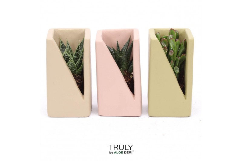 Arrangementen succulenten TRULY Succulent, Meles concrete - Green Beig 