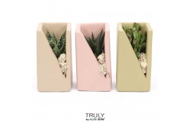 Arrangementen succulenten TRULY Succulent, Meles concrete moss - Green