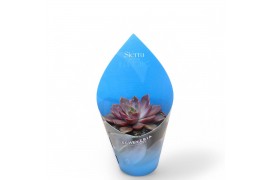 Echeveria Sierras - Echeveria Mina1 bl.