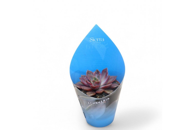 Echeveria Sierras - Echeveria Mina1 bl. 