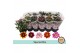 Chrysanthemum ind. tweekleurige mix Chrysant Special Mix3 pp 