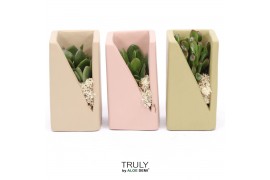 Arrangementen succulenten TRULY Crassula, Meles concrete moss - Green 