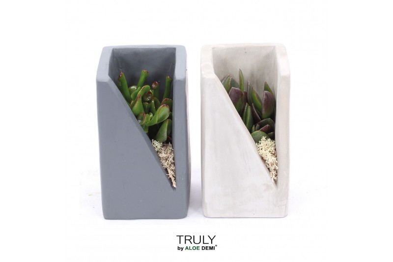 Arrangementen succulenten TRULY Crassula, Meles concrete moss1 pp 