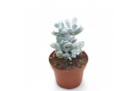 Succulenten Cotyledon Orbiculata "Higginsiae"