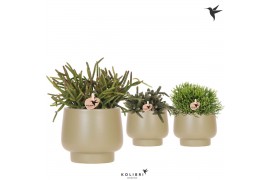 Rhipsalis mix Kolibri Greens Rhipsalis mix in Scandic pot green1 pp