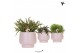 Rhipsalis mix Kolibri Greens Rhipsalis mix in Scandic pot taupe1 pp 