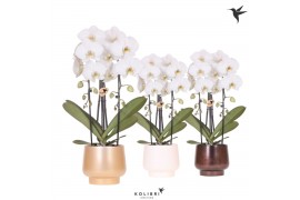 Phalaenopsis elegant cascade Kolibri Orchids Cascade Niagara fall 2 sp