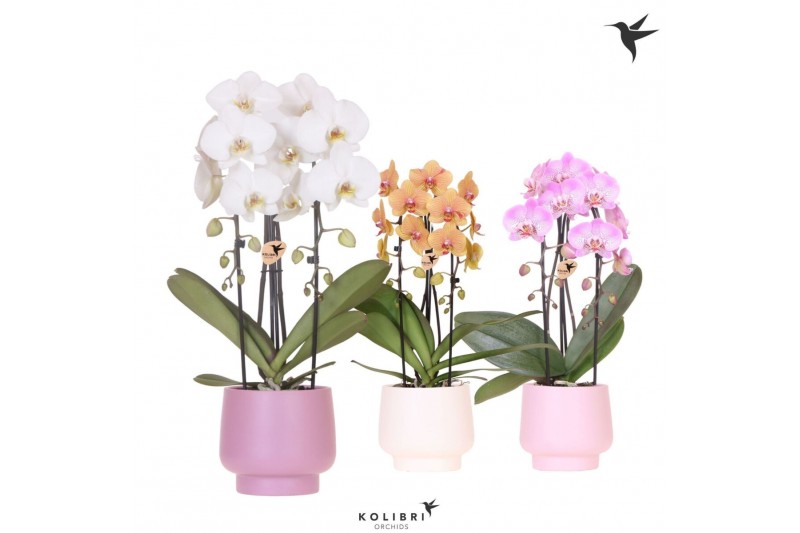 Phalaenopsis elegant cascade Kolibri Orchids Cascade Niagara fall 2 sp 