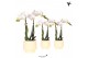 Phalaenopsis multiflora wit Kolibri Orchids Phalaenopsis white 2 spike 