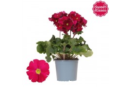 Primula obconica twilly touch me f1 red Primula Obconica Sweet Kisses 