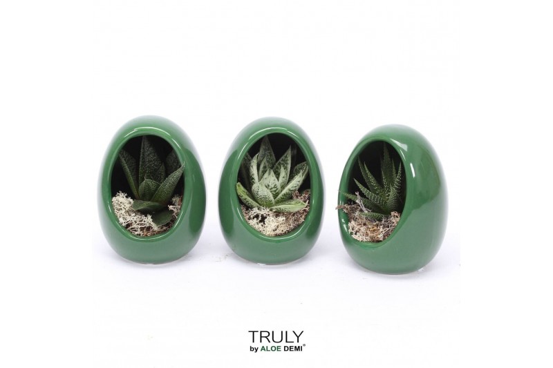 Arrangementen succulenten TRULY Haworthia, Gasteria, Egg Green1 pp 