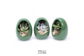 Arrangementen succulenten TRULY Succulent, Egg Green gold1 pp