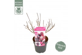 Cotinus coggygria Cotinus cog. Lilla ®