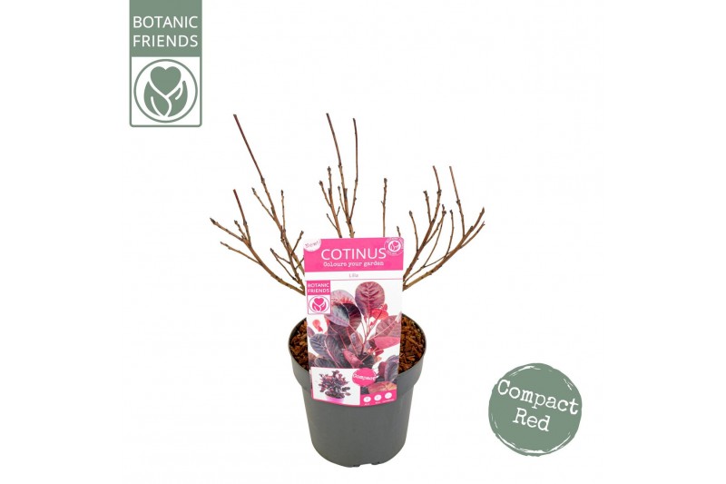 Cotinus coggygria Cotinus cog. Lilla ® 