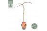 Acer palmatum Acer palm. Cascade Ruby ®40 cm cm stam
