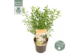 Eriostemon myoporoides Eriostemon myoporoides Flower Girl White