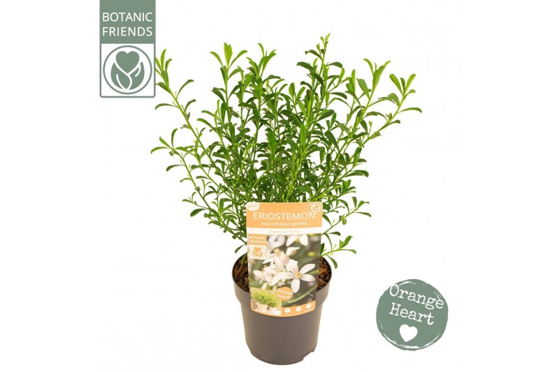 Eriostemon myoporoides Eriostemon myoporoides Flower Girl White 
